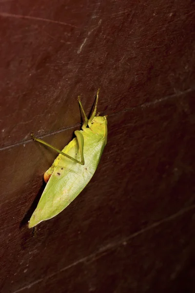 Lång - horned gräshoppa — Stockfoto