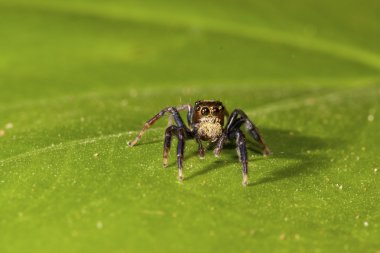 Jumping spider clipart