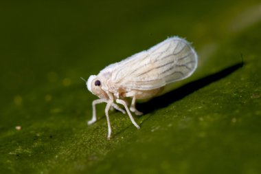 Meenoplidae