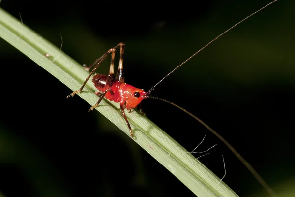 Lång - horned gräshoppa — Stockfoto