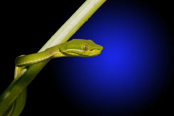 Danger Snake — Stock Photo, Image