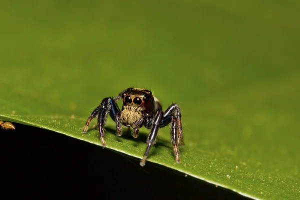 跳跃的蜘蛛 — 图库照片
