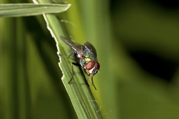 Красочная муха — стоковое фото