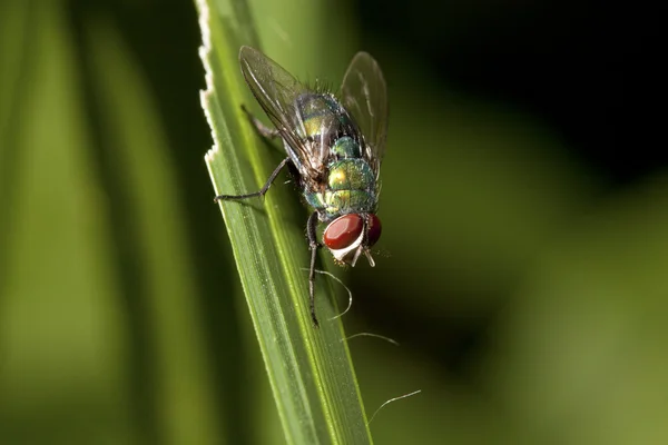Renkli sinek — Stok fotoğraf