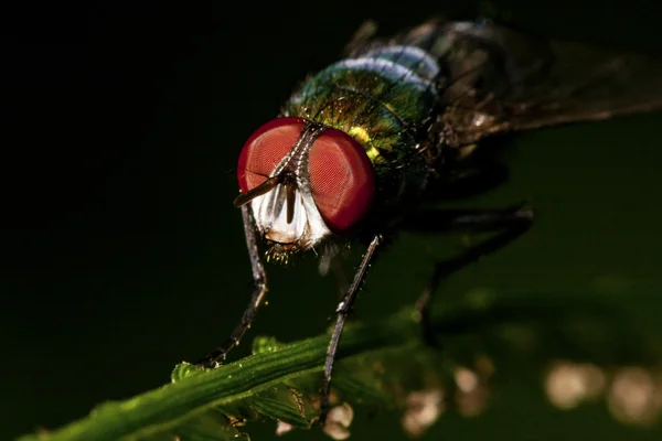 Colorful Fly — Stock Photo, Image