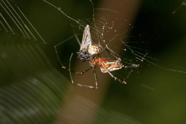 Αράχνη — Φωτογραφία Αρχείου