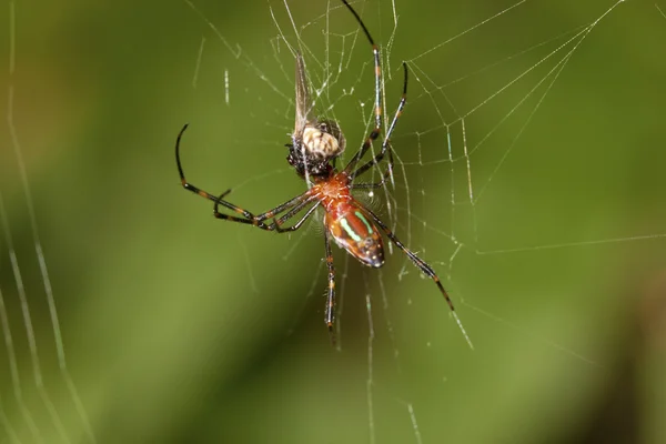 거미 — 스톡 사진