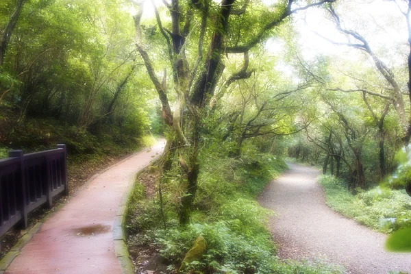森林步道 — 图库照片