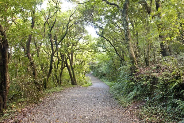 Camino del bosque —  Fotos de Stock