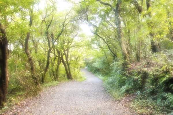 Forest trail — Stock Photo, Image