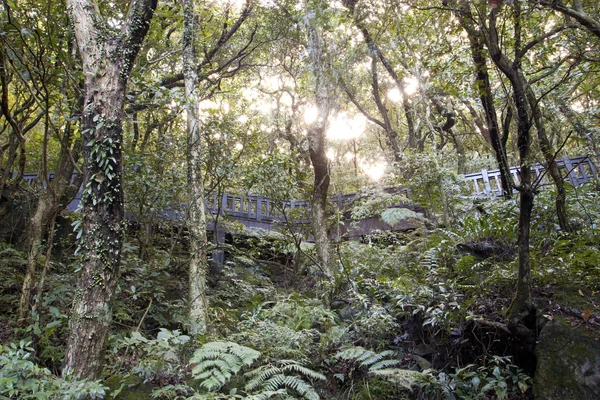 Szlak leśny — Zdjęcie stockowe
