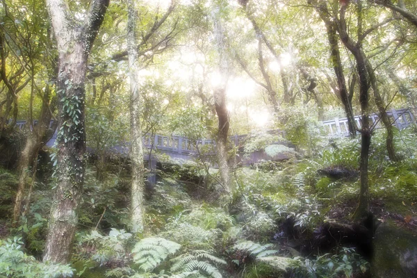 Jejak hutan — Stok Foto