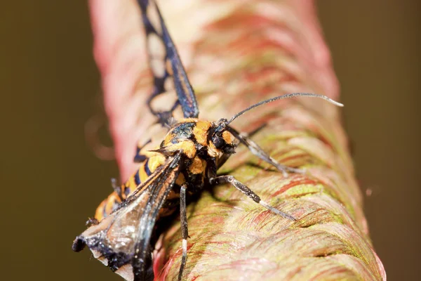 Färgglada moth — Stockfoto