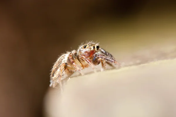 Skákání pavouk — Stock fotografie