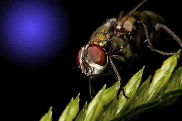 Πολύχρωμο μύγα — Φωτογραφία Αρχείου