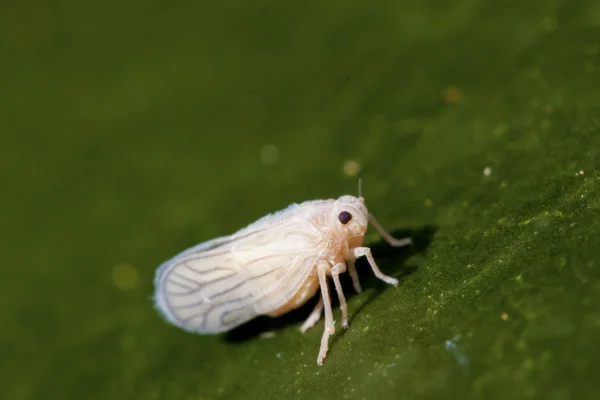Meenoplidae — Stok fotoğraf