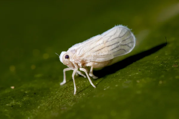 Meenoplidae — Fotografia de Stock