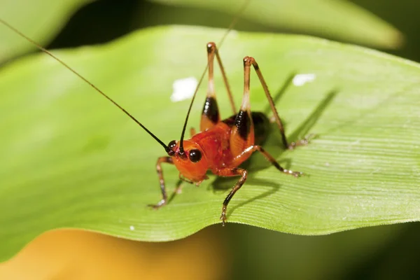 Long-horned grasshopper — Stock Photo, Image