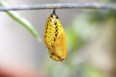 Chrysalis of butterfly clipart