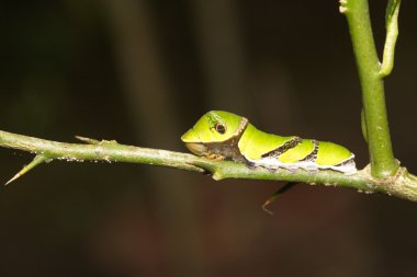 larva swallowtail kelebek