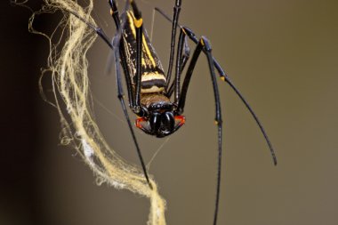 Nephila pilipes clipart