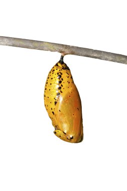 Chrysalis of butterfly clipart