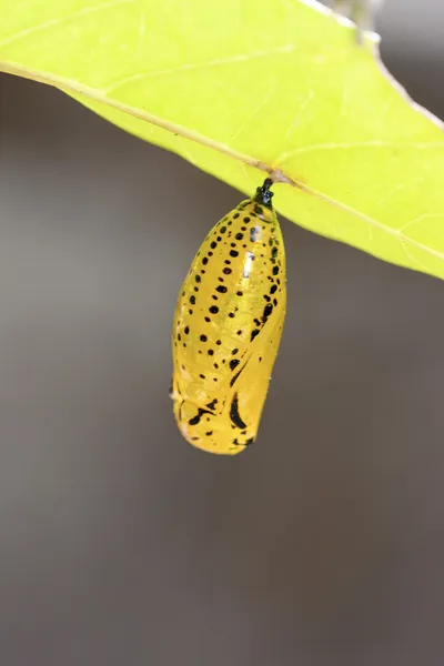 Chrysalide de papillon — Photo