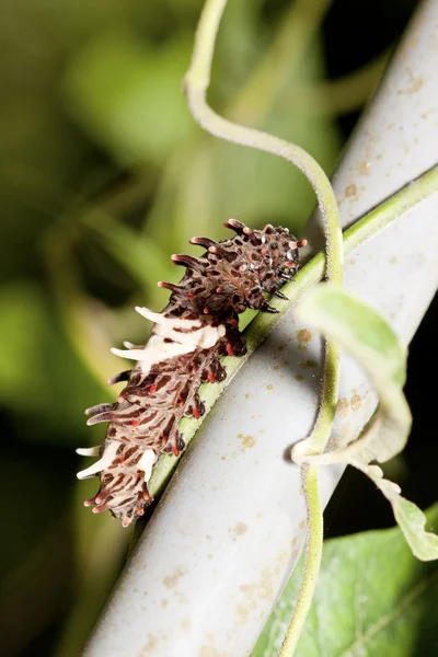 Larwa swallowtail motyl — Zdjęcie stockowe