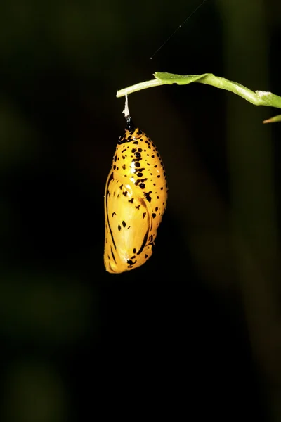 Chrysalis van vlinder — Stockfoto