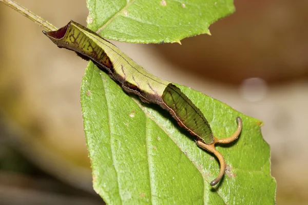Larva av nymphalidae fjäril — Stockfoto