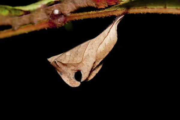 Chrysalis of butterfly — Stock Photo, Image