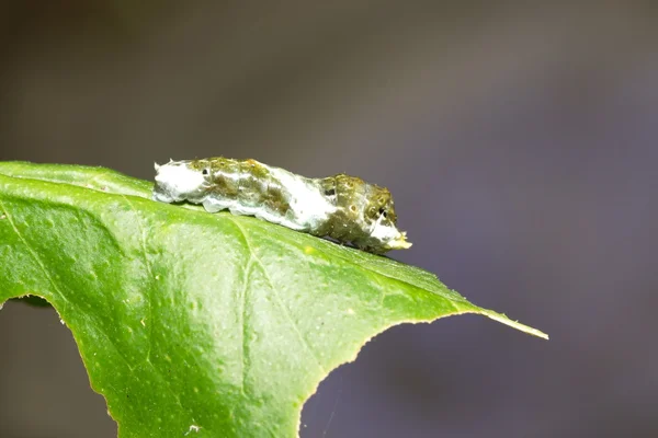 Larva de la mariposa cola de golondrina —  Fotos de Stock