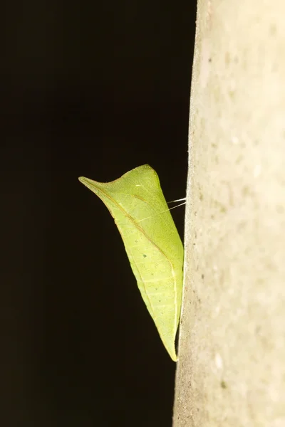 Chrysalis des Schmetterlings — Stockfoto