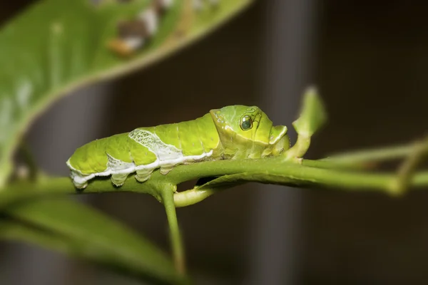 Larva of Swallowtail butterfly — Stock Photo, Image
