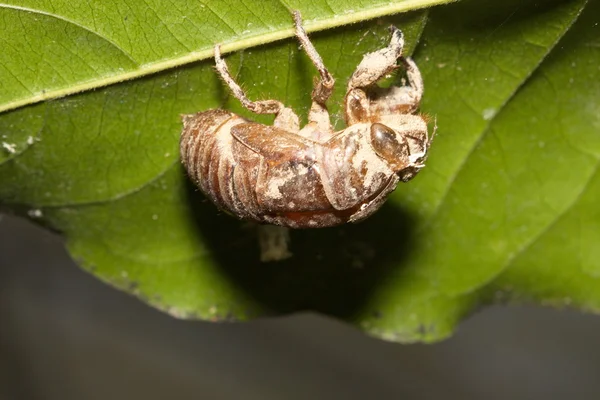 Ağustosböceği döküm — Stok fotoğraf