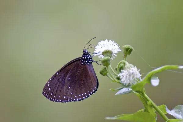 Ciemny motyl — Zdjęcie stockowe