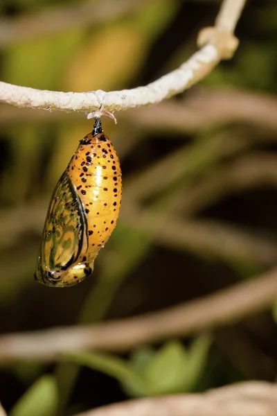 Χρυσαλλίδα πεταλούδα — Φωτογραφία Αρχείου
