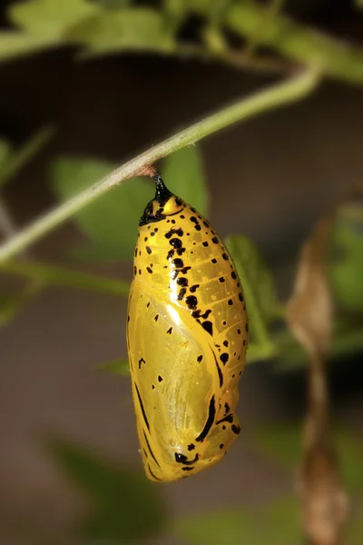 蝶の蛹 — ストック写真