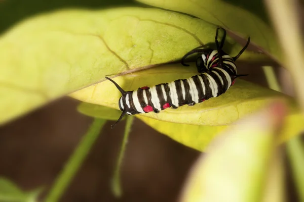 燕尾蝴蝶的幼虫 — 图库照片