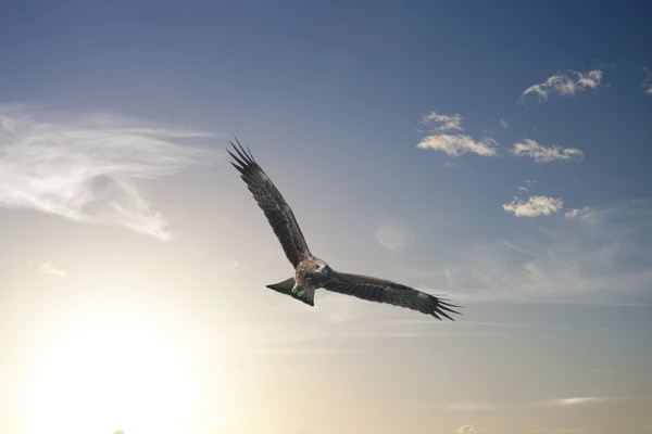 Das Fliegen mit der Freiheit warf unsere Flügel — Stockfoto