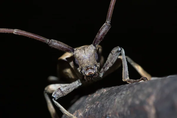 Long-horned beetle — Stock Photo, Image
