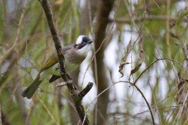 ışık Bacalı bulbul