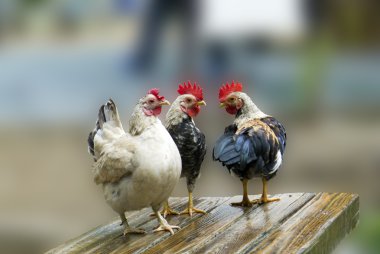 Three Cocks