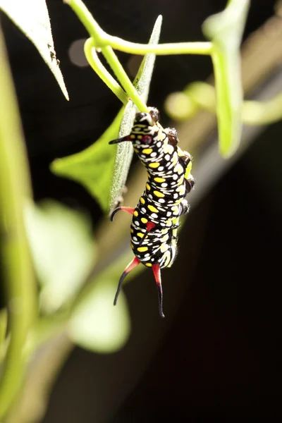 Kelebek larva — Stok fotoğraf