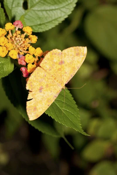 Yellow Moth — Stock Photo, Image