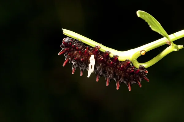 Личинка бабочки — стоковое фото