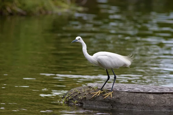 Little Egret — Stock Photo, Image