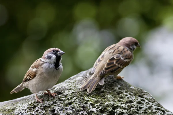 Two Eurasian Tree Sparrow — Stockfoto