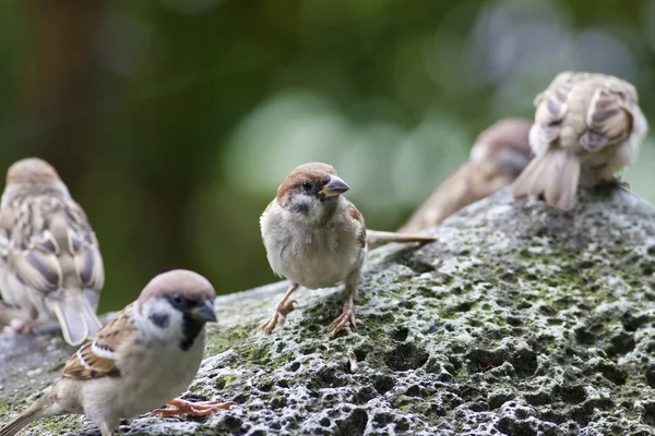 유라시아 나무 참새 — 스톡 사진