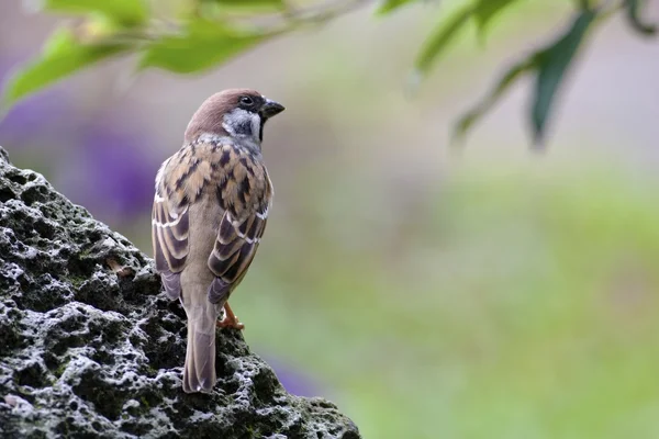 Eurasian Tree Sparrow — Stock Photo, Image
